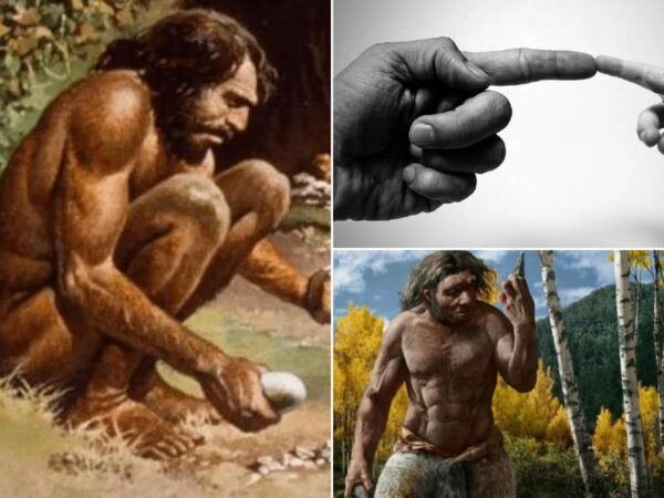 Evolución humana